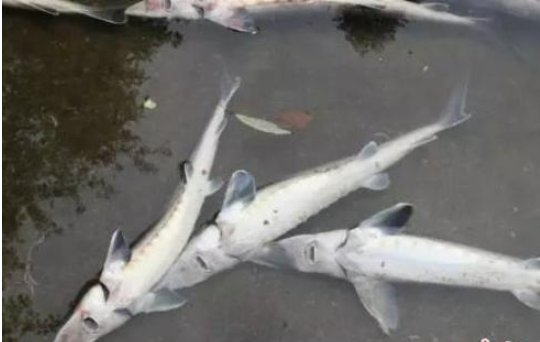 1.5万斤中华鲟一夜死光是真的吗？