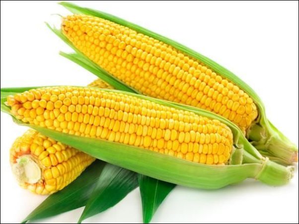 玉米价格创历史新高，今年的玉米价格为什么那么高？