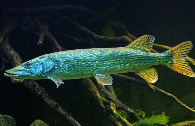 有一种凶猛的鱼叫什么狼头