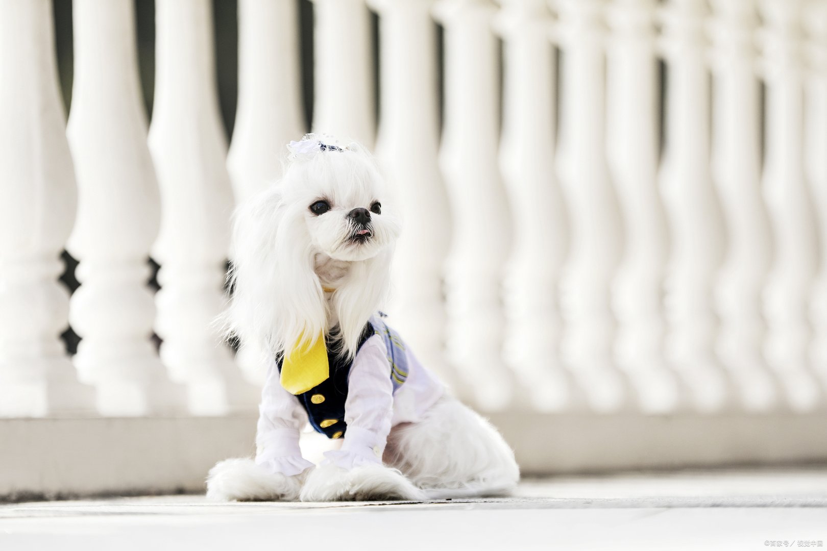 马尔济斯犬被称为摩天使,听说它是美貌与智慧并存的,是真的吗?