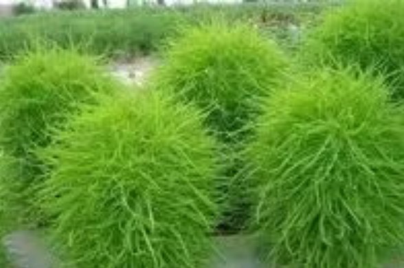 蓬蓬是什么意思