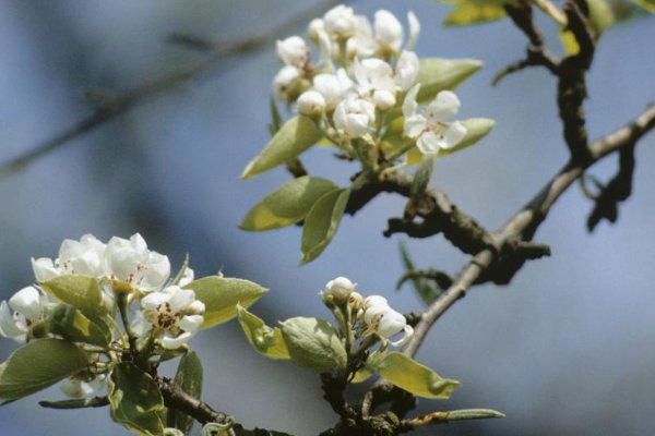 望可望之事 待可待之人意思