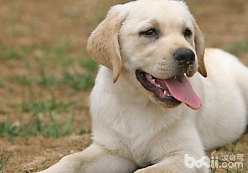 拉布拉多犬多少钱一只