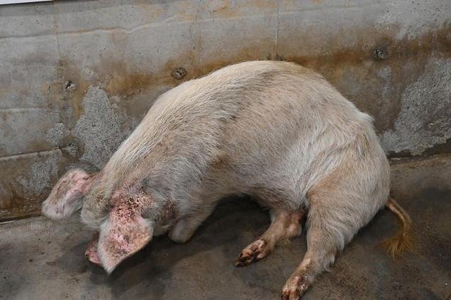 博物馆考虑对“猪坚强”实施安乐死，博物馆为什么会这么做？