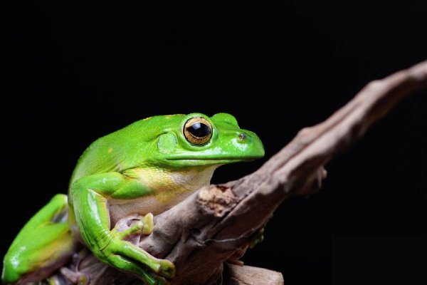 青蛙的生活习性是什么？