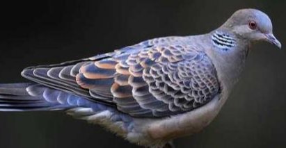 斑鸠和鸽子是否可以自然杂交出好鸽子品种？有何依据？