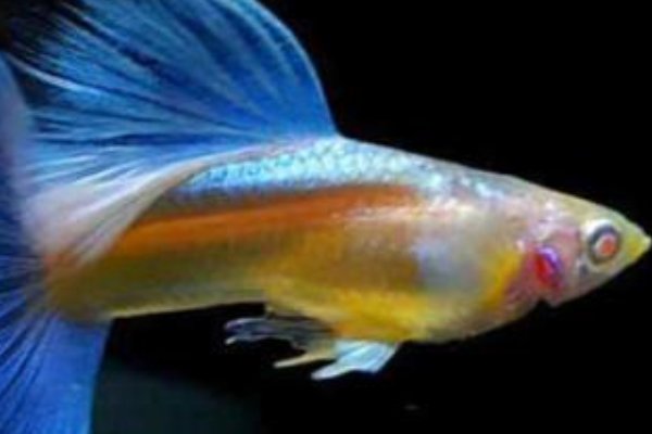 有没有什么好一点的水族论坛?南美水族论坛一边躺着去。