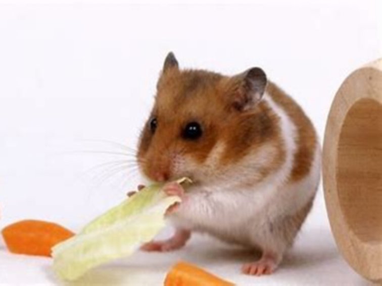 仓鼠刨木屑是生气吗