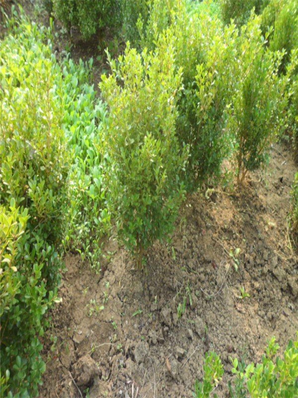 豆瓣黄杨的介绍