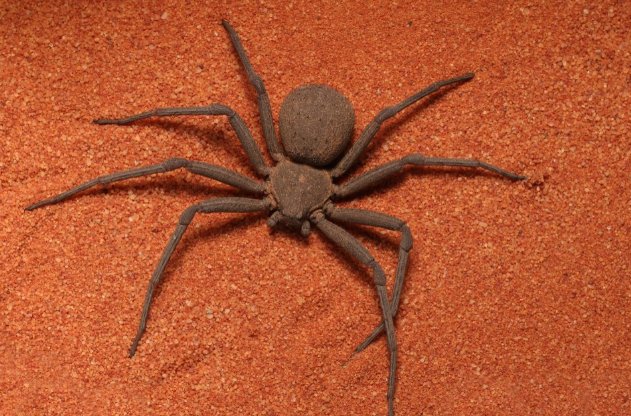 中国十大毒蜘蛛