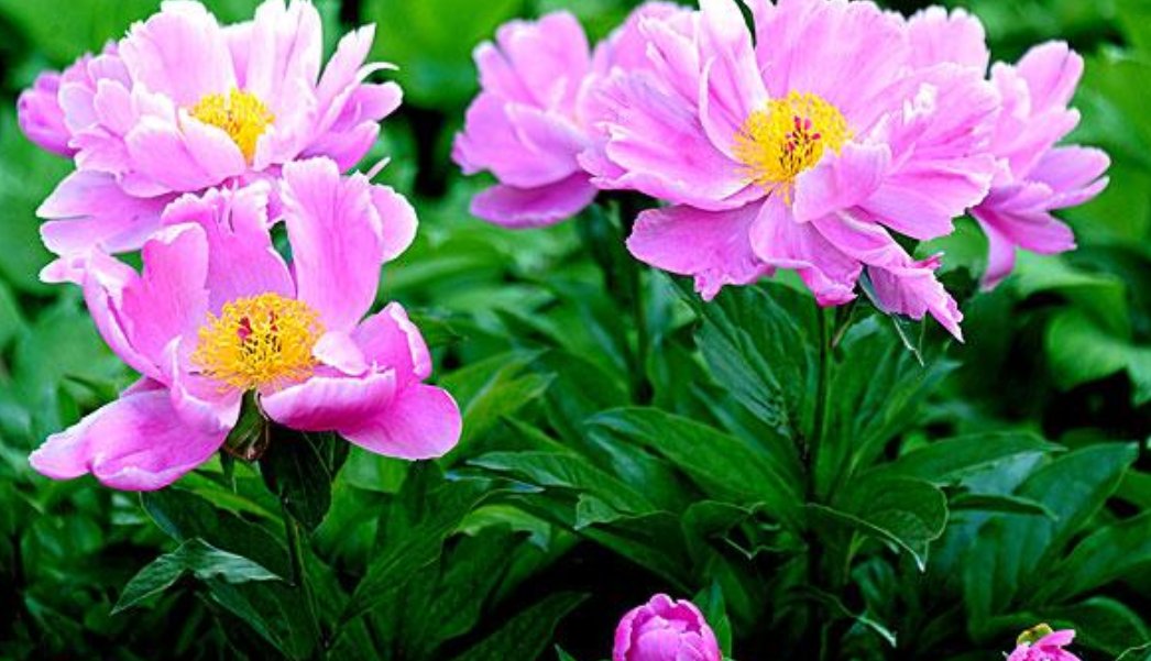 什么花会在什么时间开放？