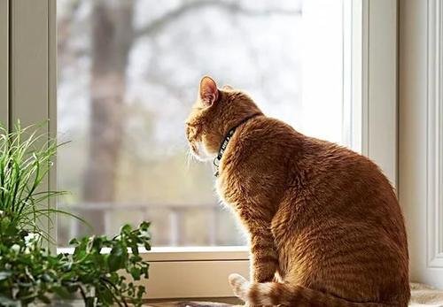 孩子如何看待自己的宠物去世？