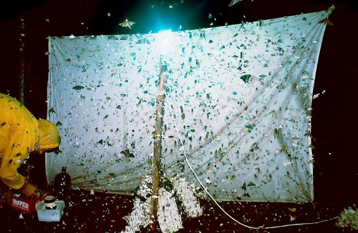 飞蛾扑火歇后语下一句话