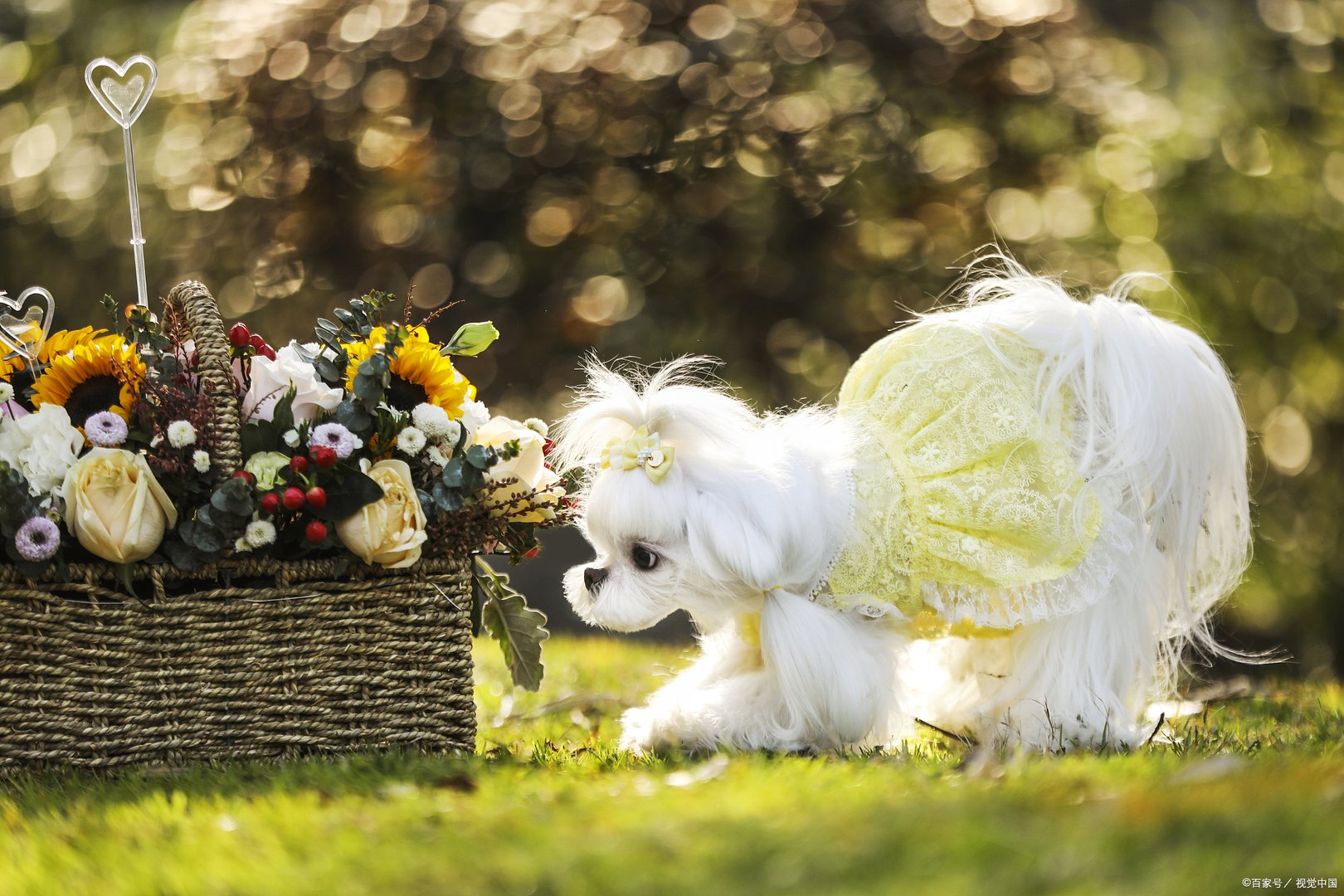 马尔济斯犬被称为摩天使，听说它是美貌与智慧并存的，是真的吗？