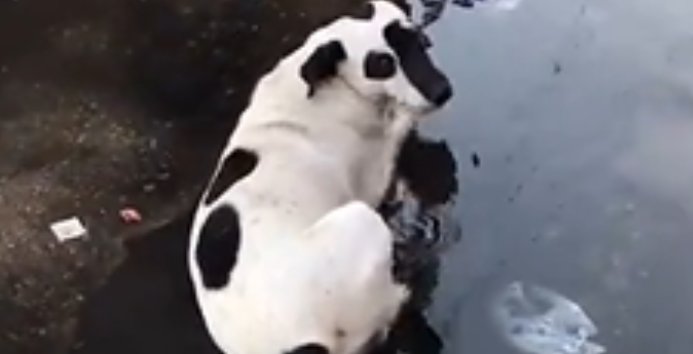 海盗狗是什么梗呀？