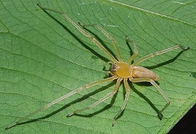 中国十大毒蜘蛛