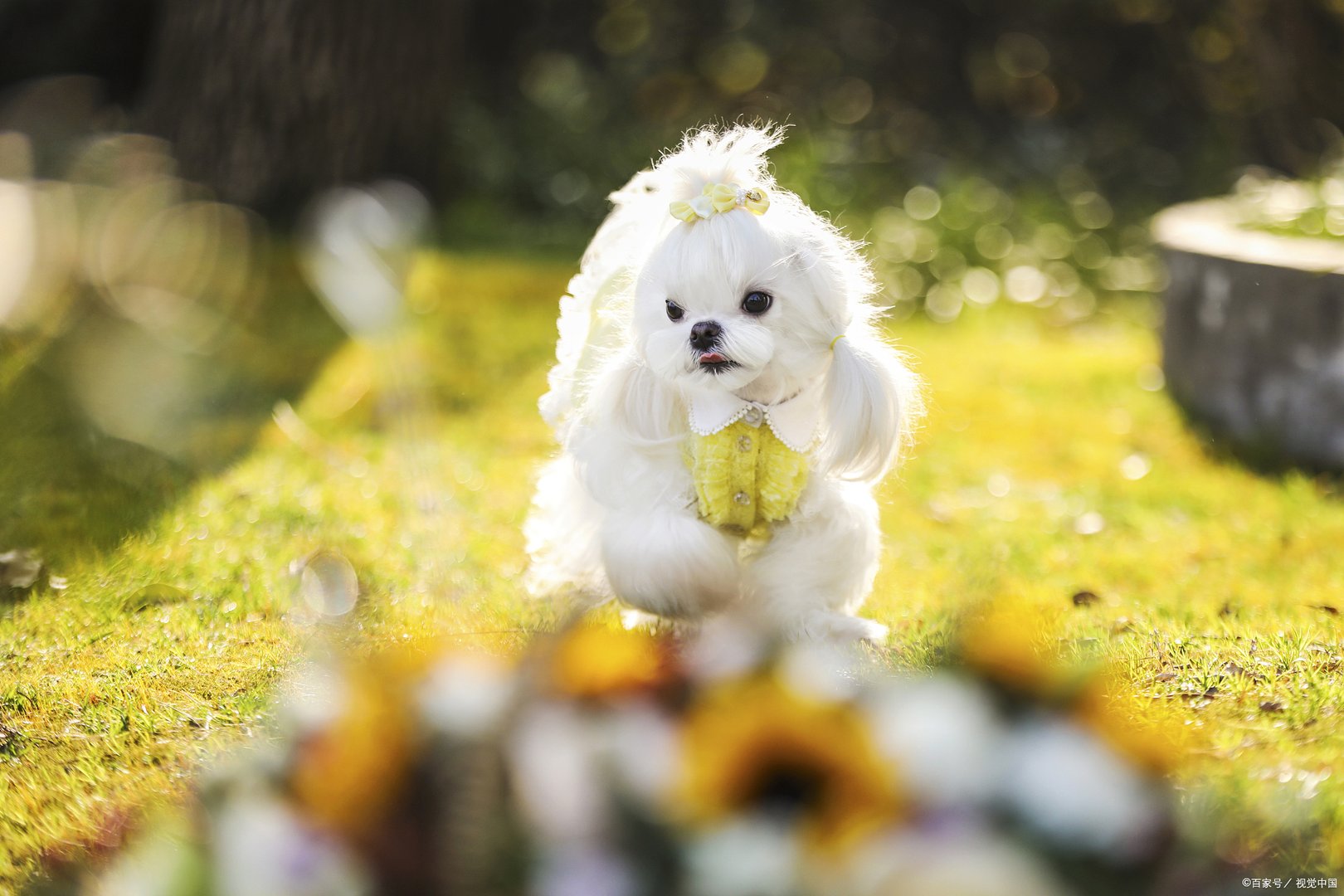 马尔济斯犬被称为摩天使,听说它是美貌与智慧并存的,是真的吗?