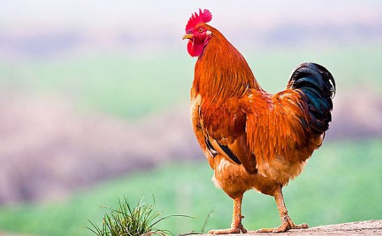 歇后语：公鸡下蛋.的下句是什么