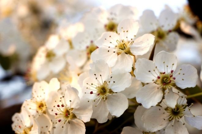 请问含有一句：一枝梨花压海棠．这首全诗是什么？