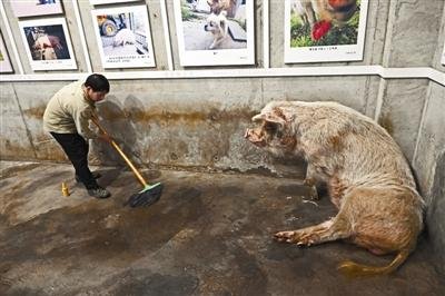 博物馆考虑对“猪坚强”实施安乐死，博物馆为什么会这么做？