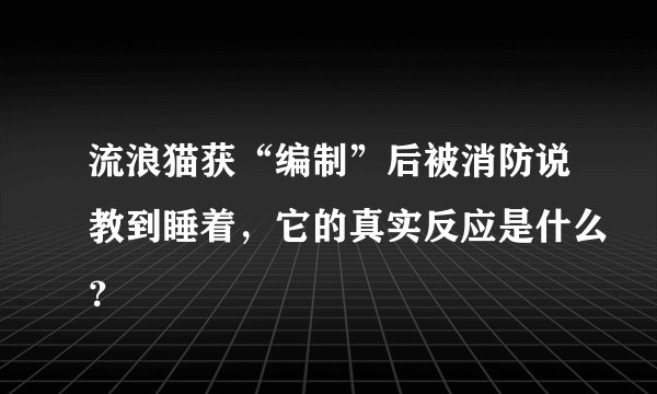 流浪猫获“编制”后被消防说教到睡着，它的真实反应是什么？