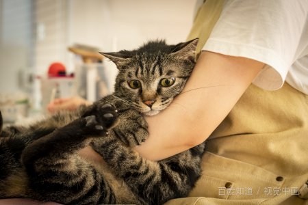 智达是什么意思