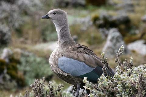 雁属的该属种类