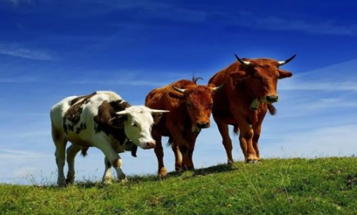 牛的年轮长在哪里