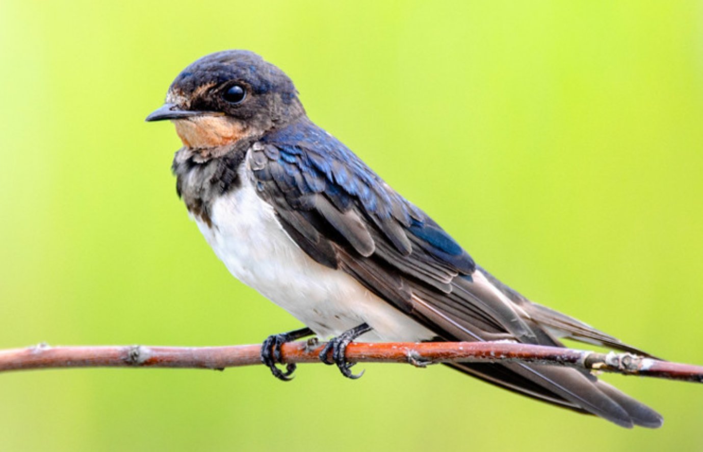 九天玄鸟是什么神兽