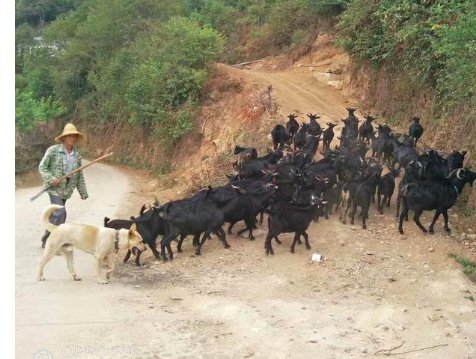 为什么人类向羊群“咩”羊群就会回复“咩”?