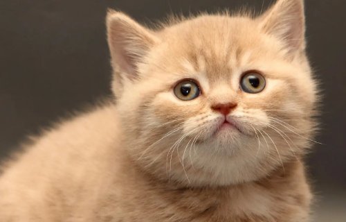 十万个为什么一问一答有哪些？