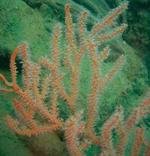 赤金柳是什么东西