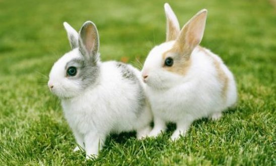 神友和兔友是什么意思