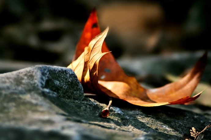 知秋一叶是什么意思