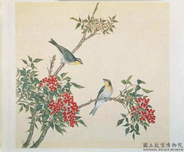 麻鷯雏鸟是什么样求图片