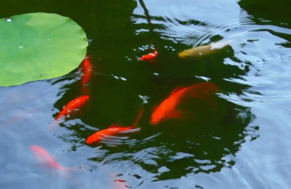 湘叶是什么意思