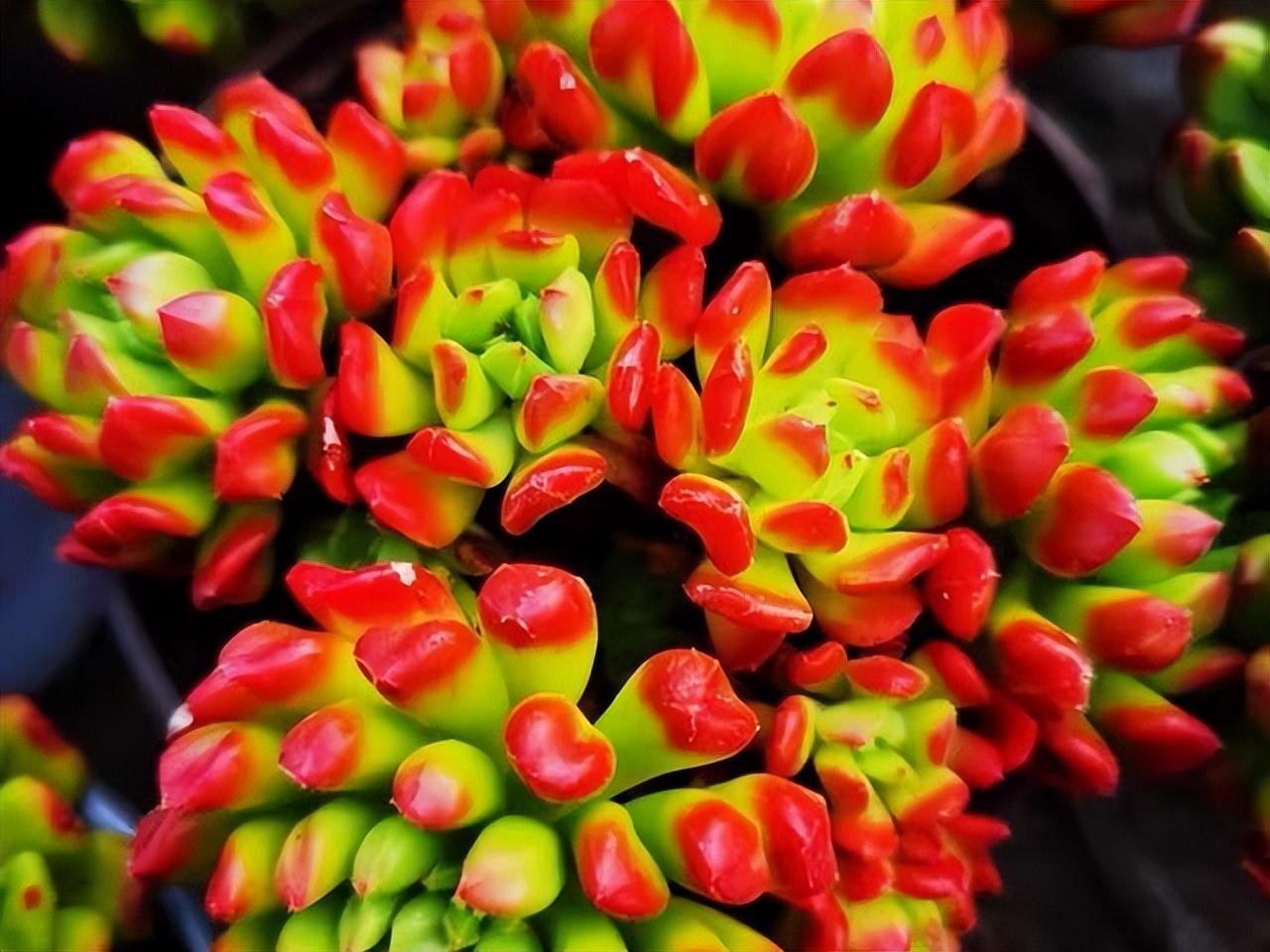 多肉小灯笼,颜色艳丽名字好听,就是上色有点难,阳台党看看就好,真的吗?