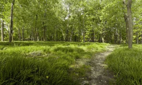 孟夏草长，花开五月.万物竞茂，于斯为盛.什么意思
