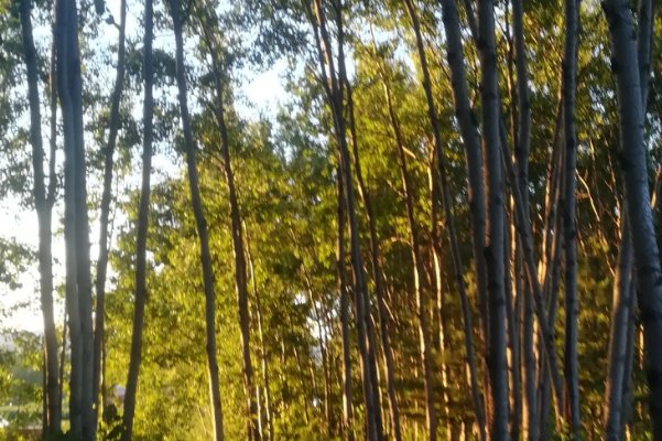 长相思中防风意映是好的还是坏的