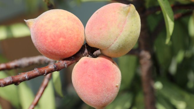 颉颃半熟小桃在哪