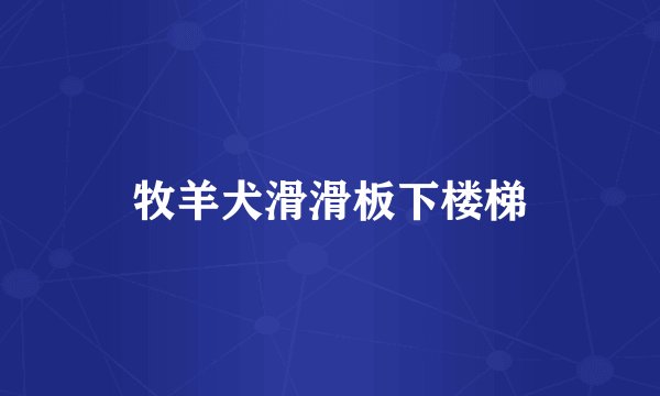 牧羊犬滑滑板下楼梯