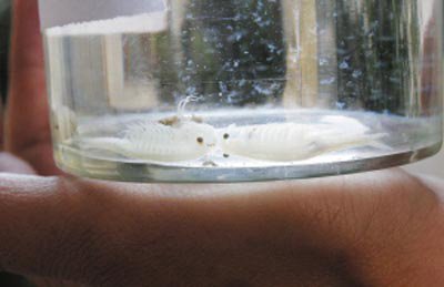 旋额虫的外形特征