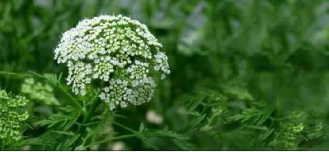 什么花会在什么时间开放？