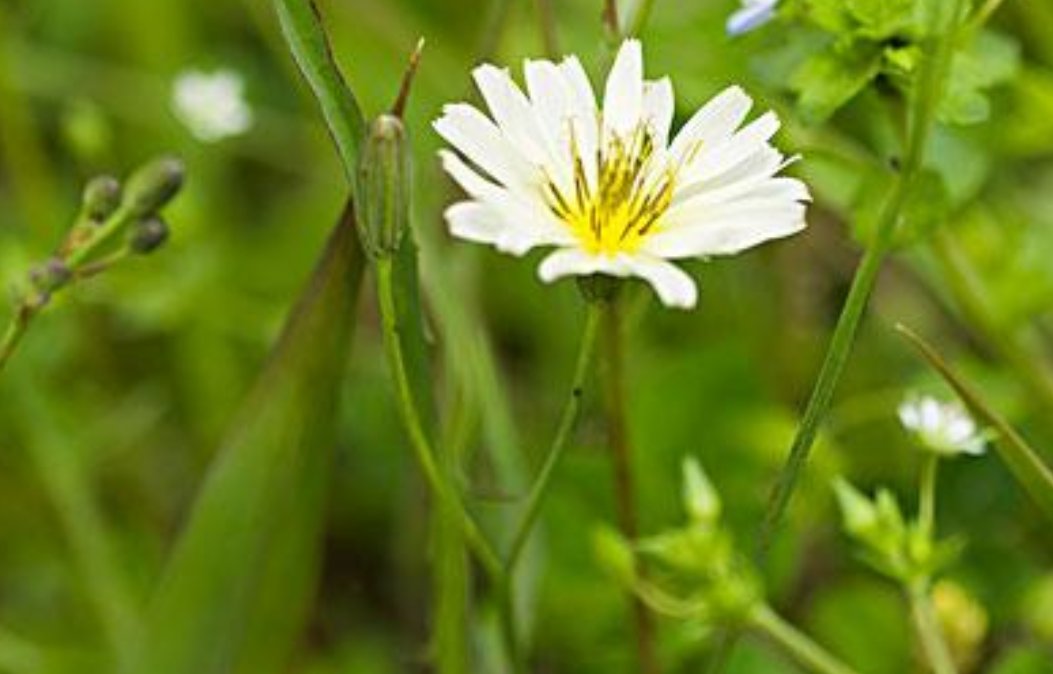 什么花会在什么时间开放？
