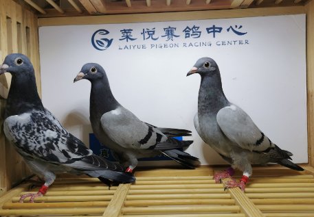 天津德行天下赛鸽公棚规程