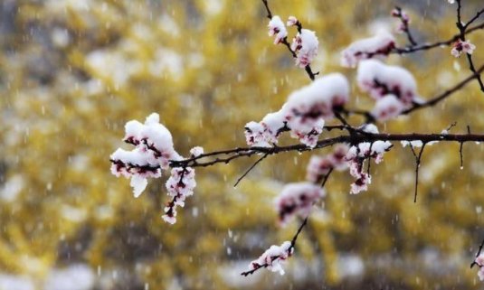 飞雪的诗意和解释