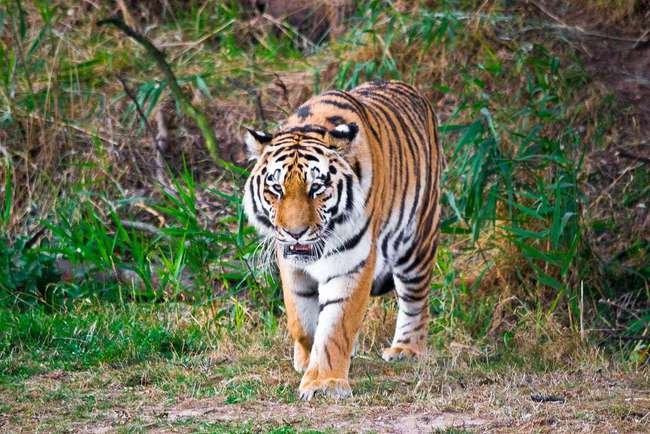 “虎口逃生”女子首次现身，她是怎样表示的？