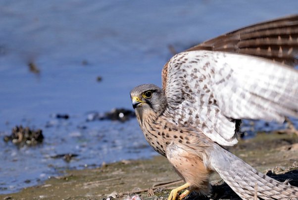 电影《无人区》里为了一只阿勒泰隼，就死了那么多人吗？阿勒泰隼是什么鸟啊？