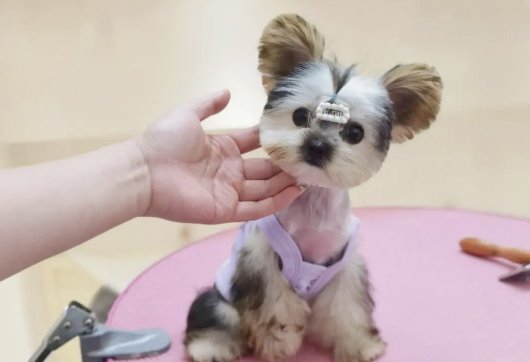 哪个宠物学校好？