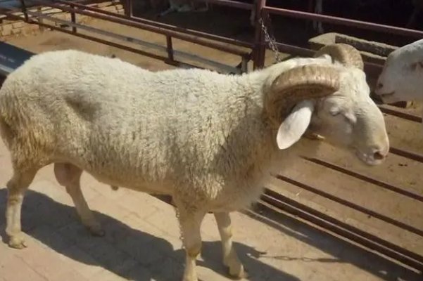 起居无时打一个正确生肖